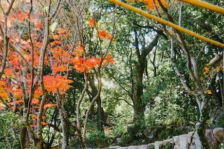 探寻甘露寺七海的身世