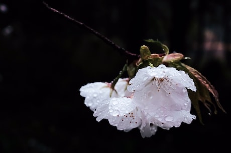 斗罗大陆1免费阅读 如果没有之后的事情