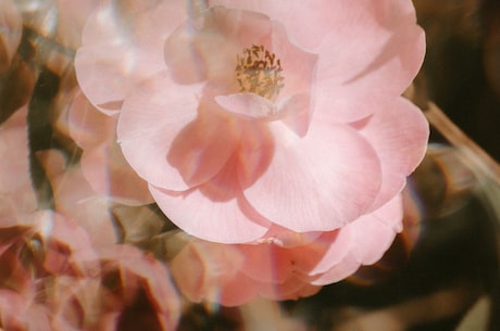 风中的花瓣美不胜收，走进“花之都”遇见最美春景