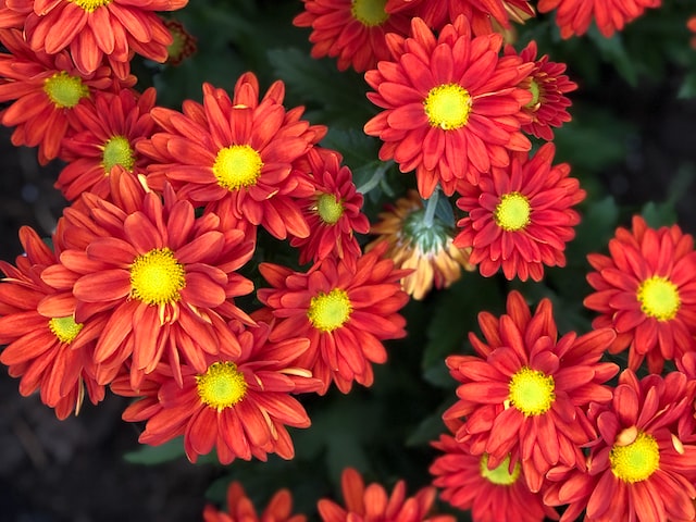 9月9日是什么节日