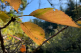 中秋节传情(中秋节传情 点亮相思之心)