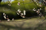 莲花童子哪吒(神话角色童子哪吒：莲花与神力的化身)